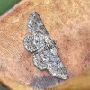 Geometrid Moth