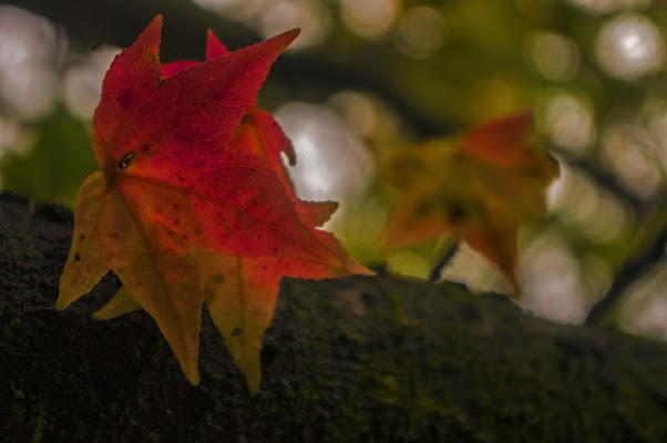 Foglie d'autunno di Marck Nibi