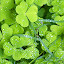 Clover New Tab Page Top Wallpapers Themes