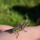 Spur-Throated Grasshopper