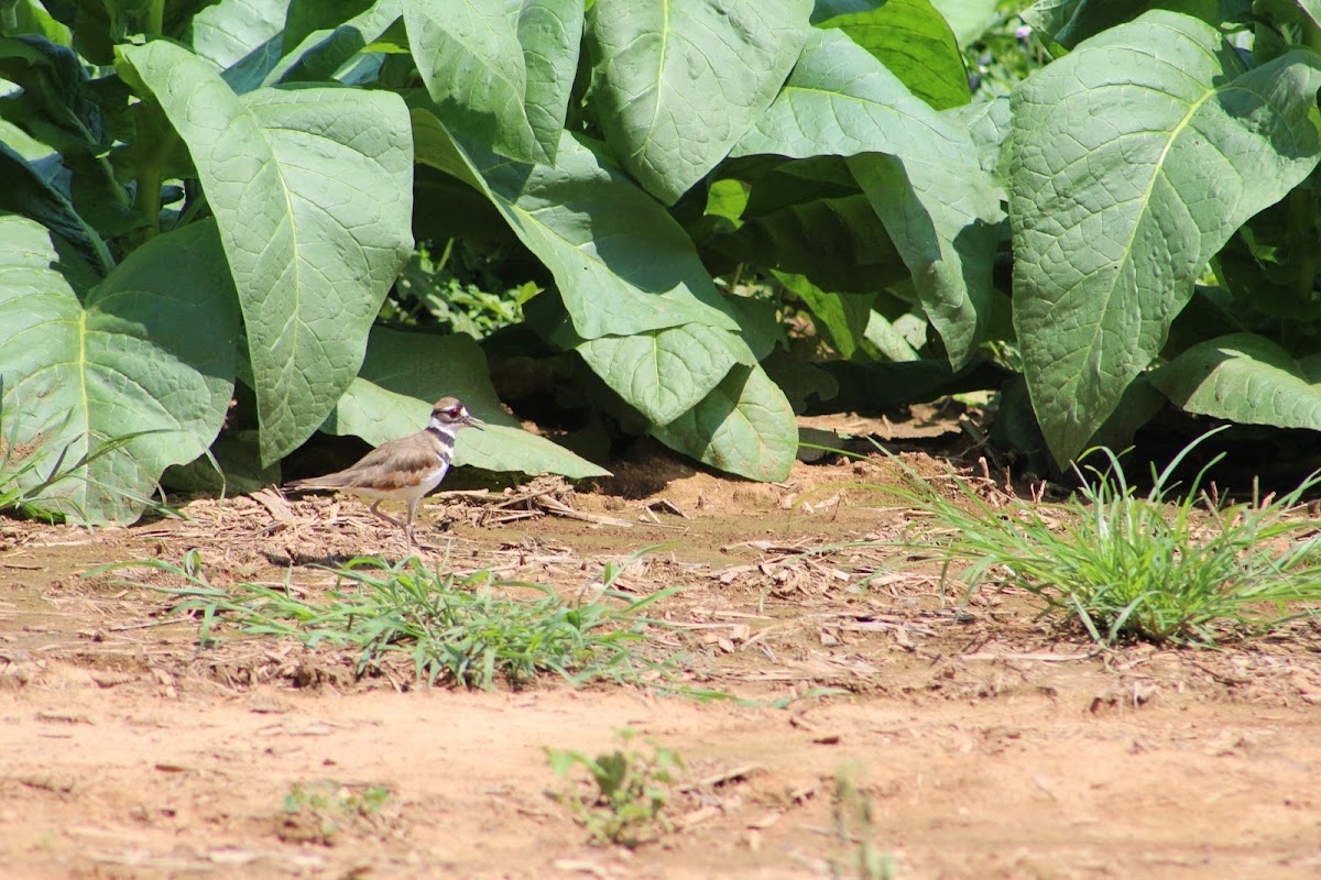 killdeer