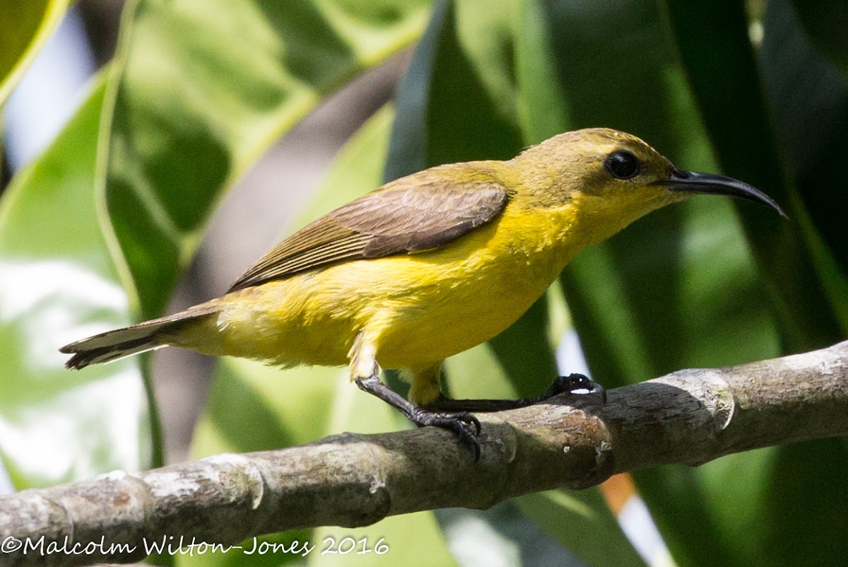 Olive-backed Sunbird