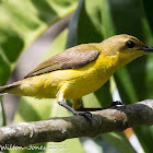 Olive-backed Sunbird