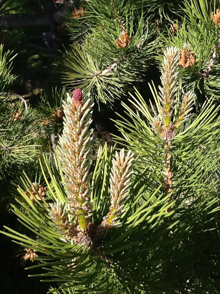 Pine tree