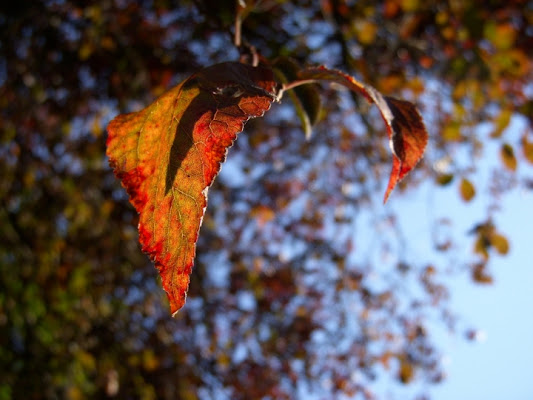 Come l'autunno dipinge le foglie di 1q54