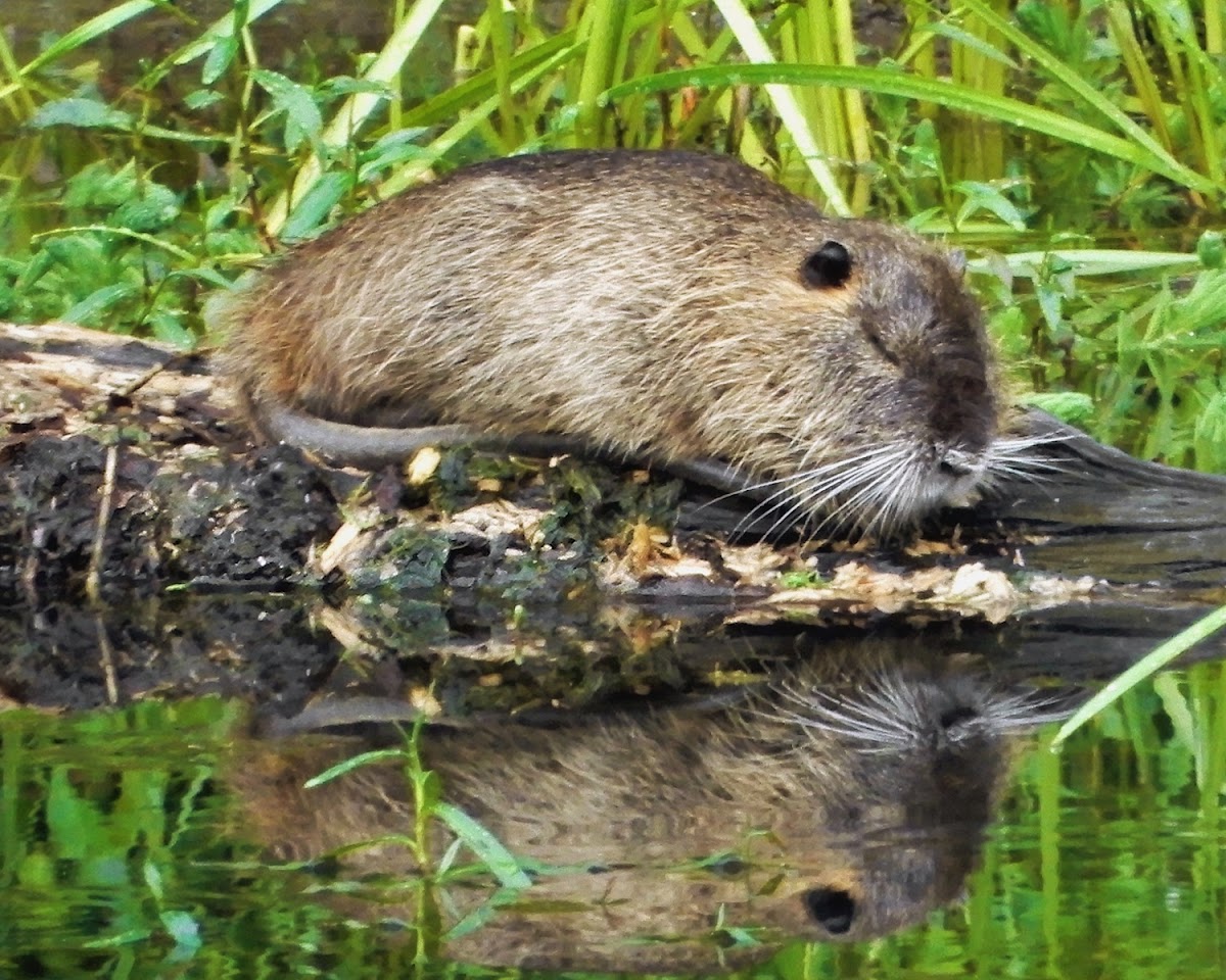 Muskrat