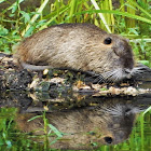 Muskrat