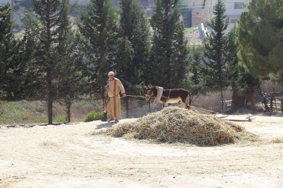 Man with Donkey on Threshing Floor