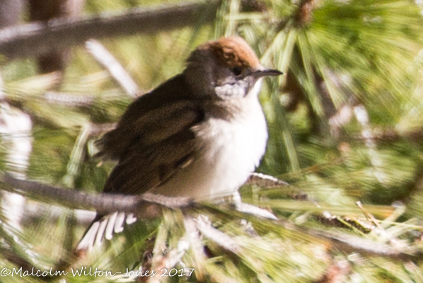 Blackcap; Curruca Capirotada