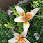 Asiatic lily