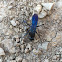 Blue Mud Wasp