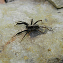 Brush-legged Wolf Spider