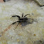 Brush-legged Wolf Spider