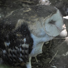 African grass owl