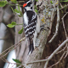 Downy Woodpecker