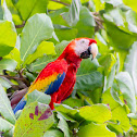 Scarlet Macaw