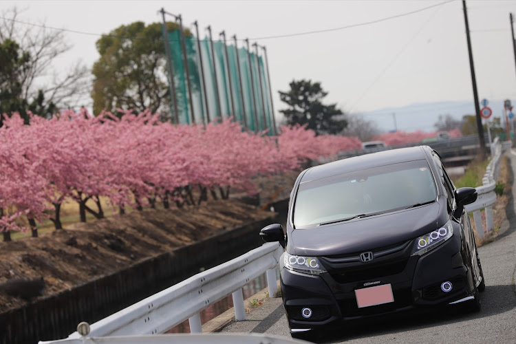 オデッセイのバラ目バラ科サクラ属←バラ∑(ﾟДﾟ)？・1955年に静岡県の河津川沿いで原木を発見・それを庭に埋めたことが発祥とされている・1975年に「河津桜」と命名され、河津町の木に指定される。・大島桜と寒緋桜の自然交配から産まれた日本原産の栽培品種に関するカスタム事例の投稿画像3枚目
