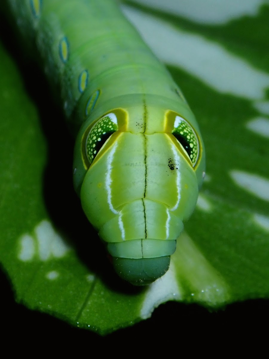 Caterpillar of Green Pergesa Hawkmoth