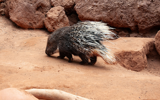 Long-Quilted Hedgehog Preview 1