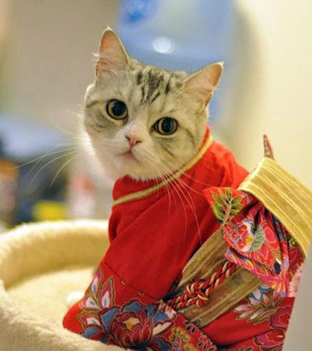 Cats in Kimono HD Wallpapers