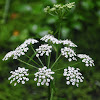 Water Parsnip