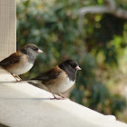 Dark eyed Juncos