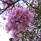 Tabebuia Tree