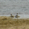 Northern Pintail