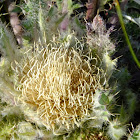 thistle