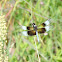 Widow Skimmer Dragonfly (male)