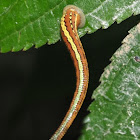 Tiger Leech