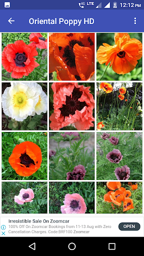 Oriental Poppy Flower HD