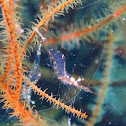 Translucent gorgonian shrimp