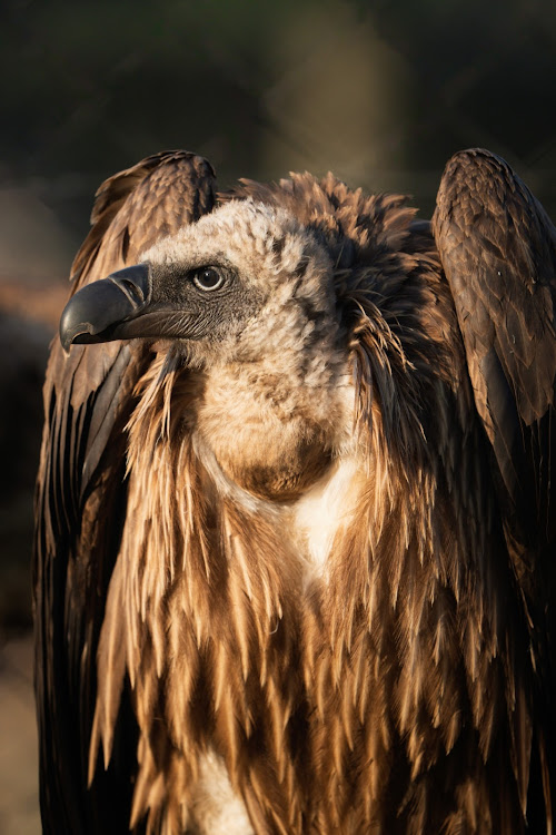 Vultures relocated to Shamwari for breeding and rewilding programme