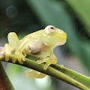 Glass frog