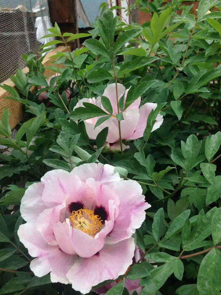 Peony