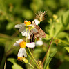 Long-tailed Skipper Butterfly