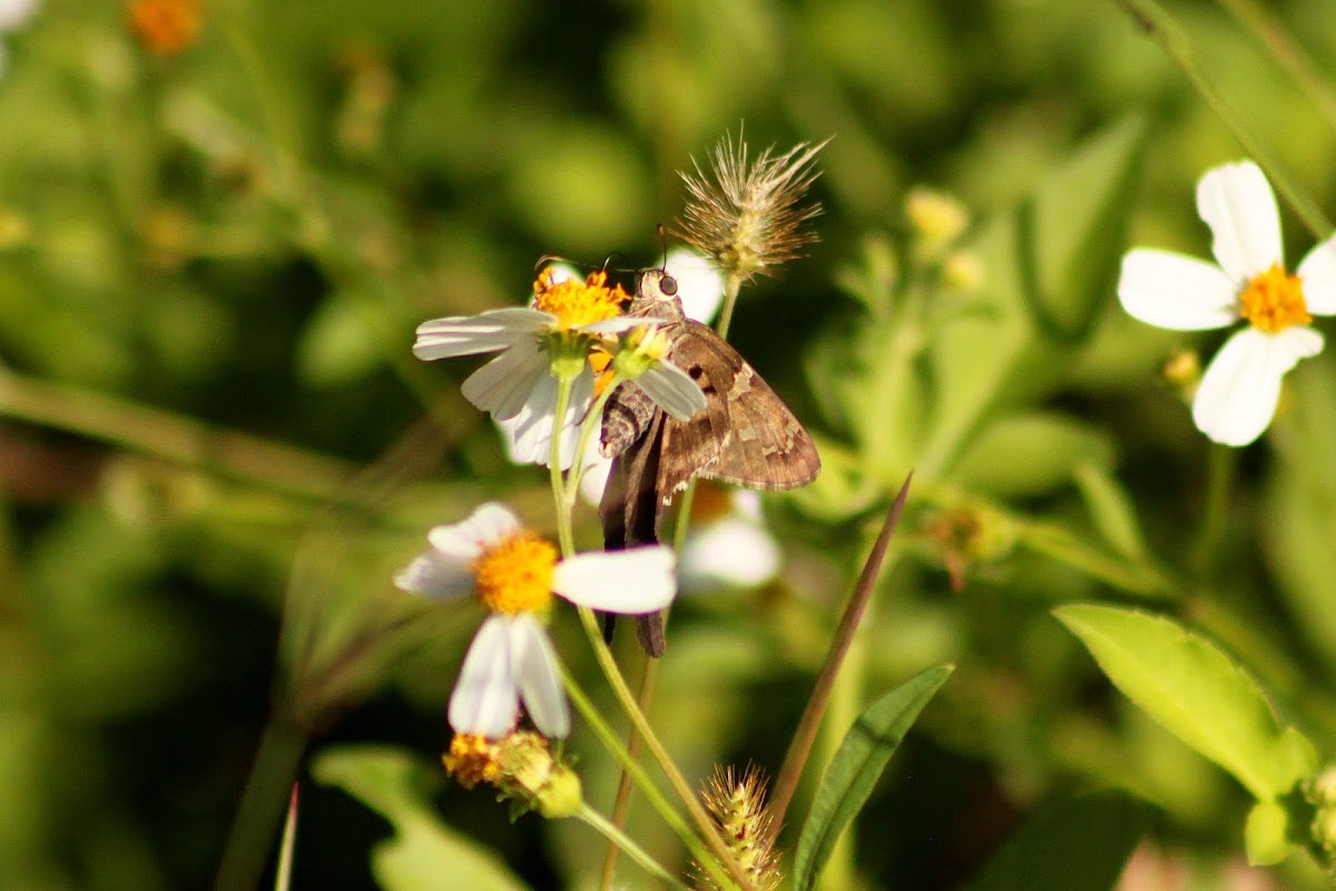 Long-tailed Skipper Butterfly