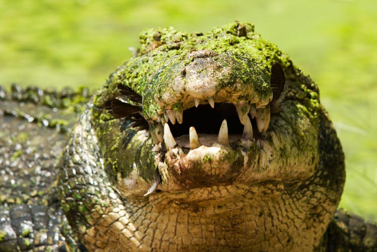 A crocodile at the Australia Zoo.