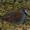 Plumbeous Rail