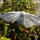 Mariposa da lagarta desfolhadora