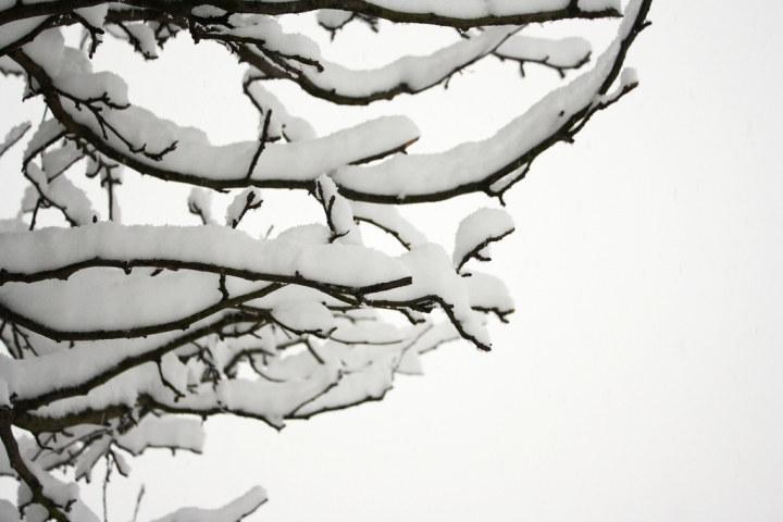 Sceletro di Neve di mattia pellegrini