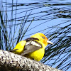 western Tanager