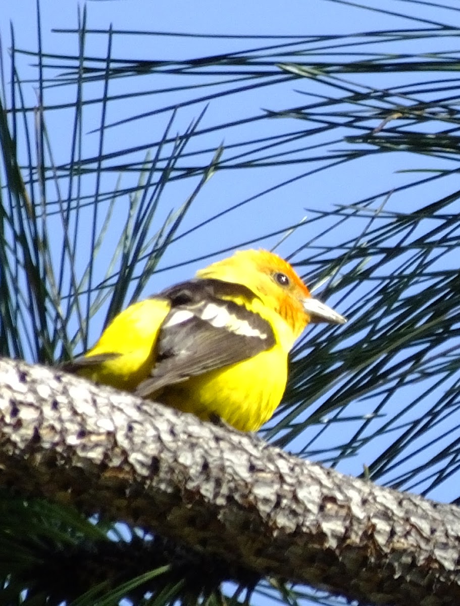 western Tanager