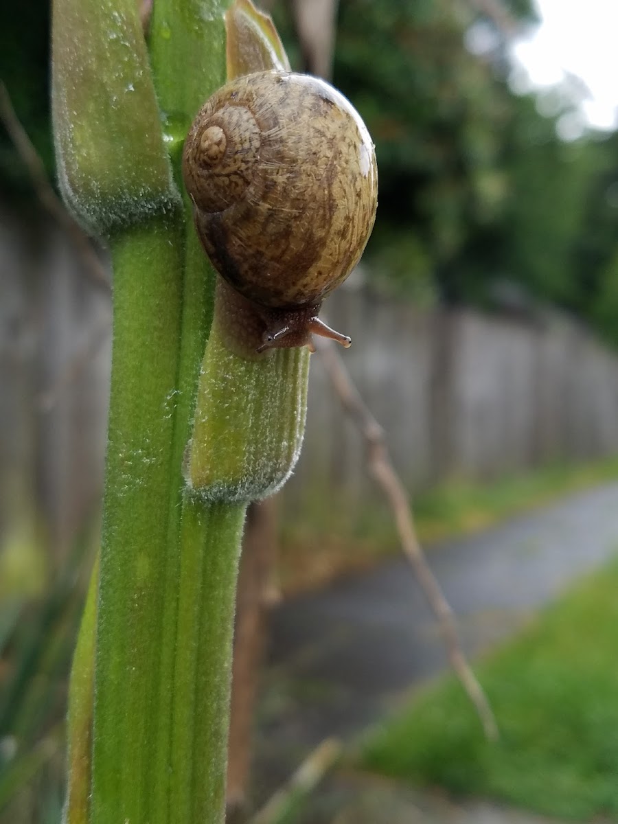 Garden Snail