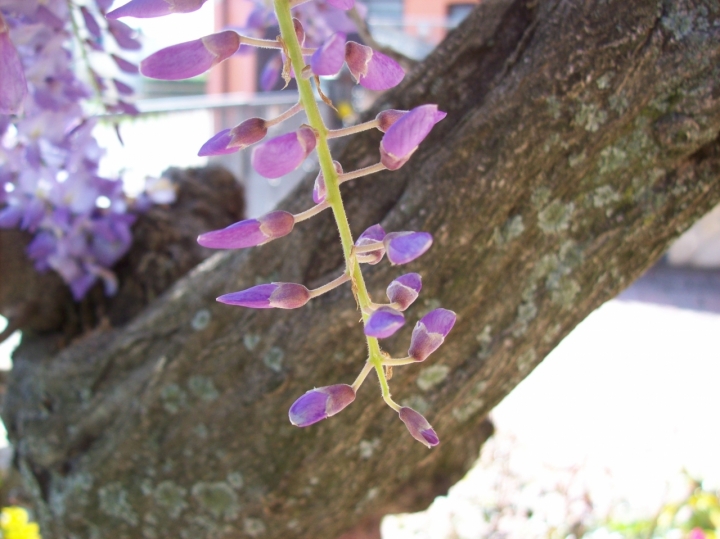 Wisteria di Mary Hellen