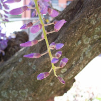 Wisteria di 