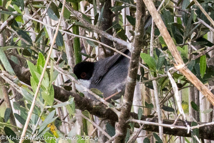 Sardinian Warbler