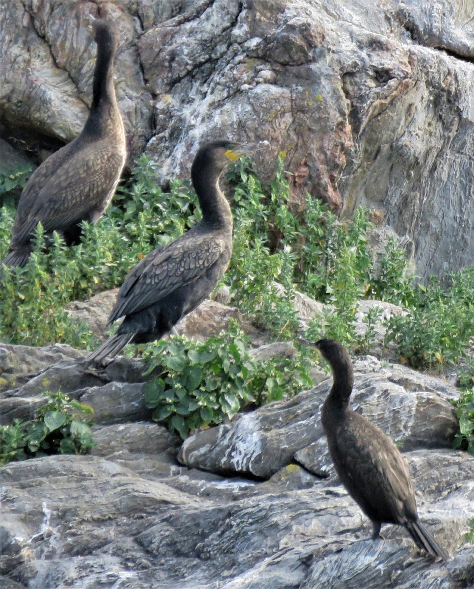 European Shag