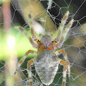 Orb-weaving Spider